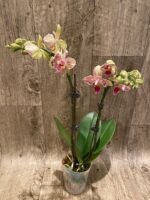 Double Spikes Phalaenopsis Dtps. I-Hsin Sun Beauty ‘Peloric’ (3.5" pot) - Image 4