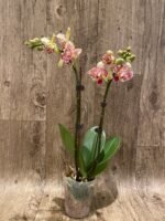 Double Spikes Phalaenopsis Dtps. I-Hsin Sun Beauty ‘Peloric’ (3.5" pot) - Image 5