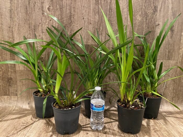 Cymbidium Vanessa Amorosi (5" pot) - Image 2