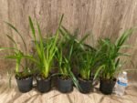 Cymbidium Vanessa Amorosi (5" pot) - Image 4