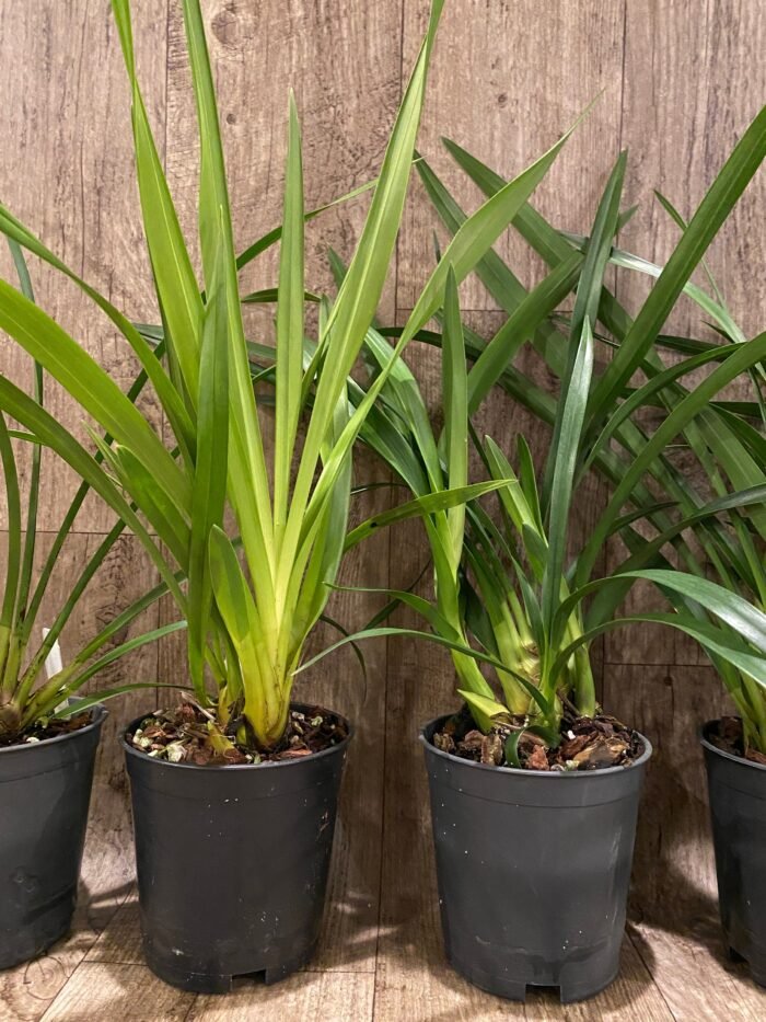 Cymbidium Vanessa Amorosi (5" pot) - Image 6