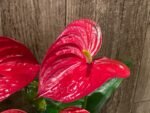 Anthurium Dark Red (6” pot)