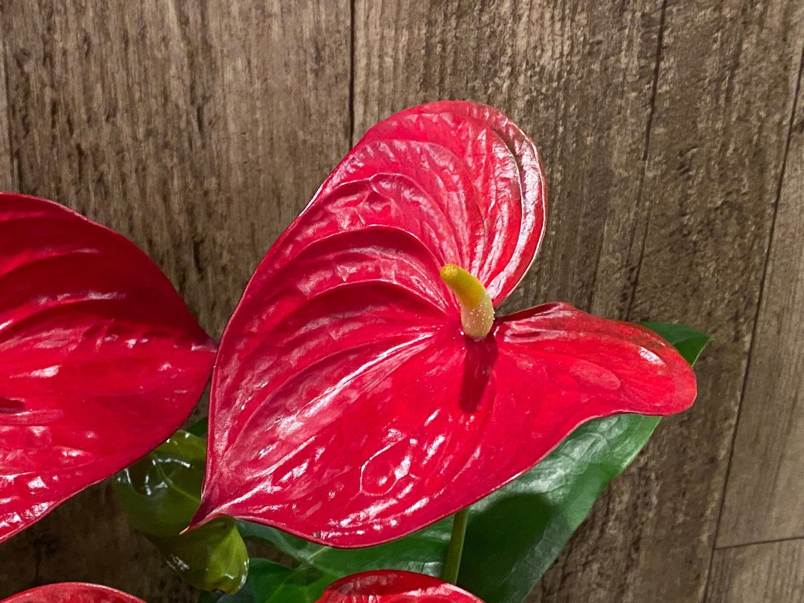 il_fullxfull.5808066377_cj2u.jpg Anthurium Dark Red (6” pot) - Image 1