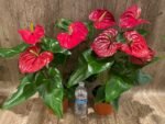 Anthurium Dark Red (6” pot) - Image 5
