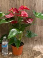 Anthurium Dark Red (6” pot) - Image 7