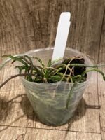 Chiloschista lunifera x sib (3” Pot) - Image 5