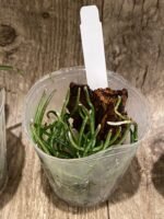Chiloschista lunifera x sib (3” Pot) - Image 7