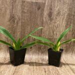 Paph. philippinense ‘Compact Form’ x self (3.5” pot)