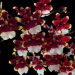 Oncidium Aka Baby ‘Raspberry Chocolate’ HCC/AOS (3.5” pot)