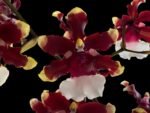 6 SPIKES - Oncidium Aka Baby ‘Raspberry Chocolate’ (3.5” pot) - Image 3