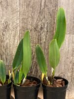 Rlc. Amazing Thailand ‘Rainbow’ Blooming Size (4.5" Pot) - Image 7