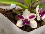 IN BLOOM Rhynchostylis gigantea 'Cartoon' x sib (3.5” Pot)