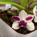 IN BLOOM Rhynchostylis gigantea 'Cartoon' x sib (3.5” Pot)