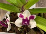 IN BLOOM Rhynchostylis gigantea 'Cartoon' x sib (3.5” Pot) - Image 2