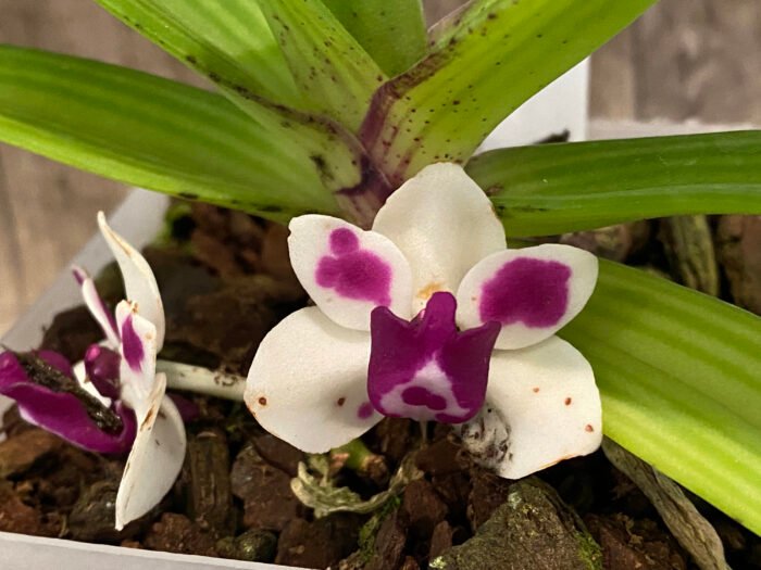 IN BLOOM Rhynchostylis gigantea 'Cartoon' x sib (3.5” Pot) - Image 2