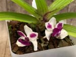 IN BLOOM Rhynchostylis gigantea 'Cartoon' x sib (3.5” Pot) - Image 3