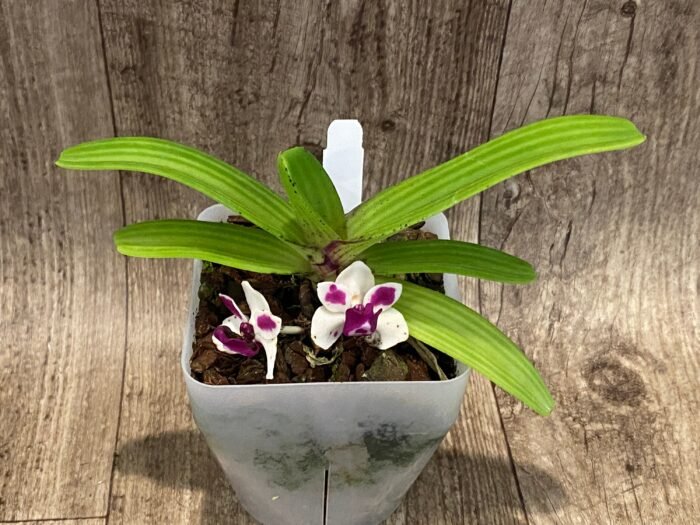 IN BLOOM Rhynchostylis gigantea 'Cartoon' x sib (3.5” Pot) - Image 4