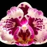 Double Spikes Phalaenopsis Lianher Happy Pearl (3.5" pot)