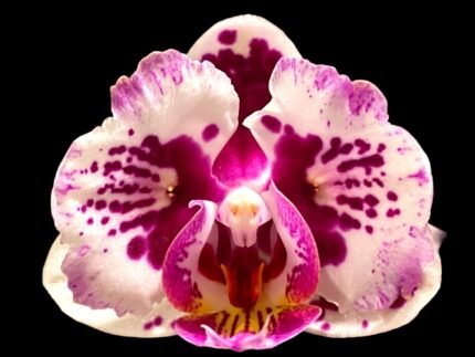 Double Spikes Phalaenopsis Lianher Happy Pearl (3.5" pot)