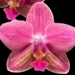 Fragrant Double Spikes Phalaenopsis Diffusion Mottled Leaves (3.5" pot)