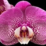 Double Spikes Phalaenopsis Jillion (4" Pot)