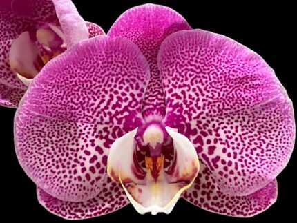 Double Spikes Phalaenopsis Jillion (4" Pot)