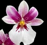 QUADRUPLE SPIKES Miltoniopsis Princess Diana (3.5" pot)
