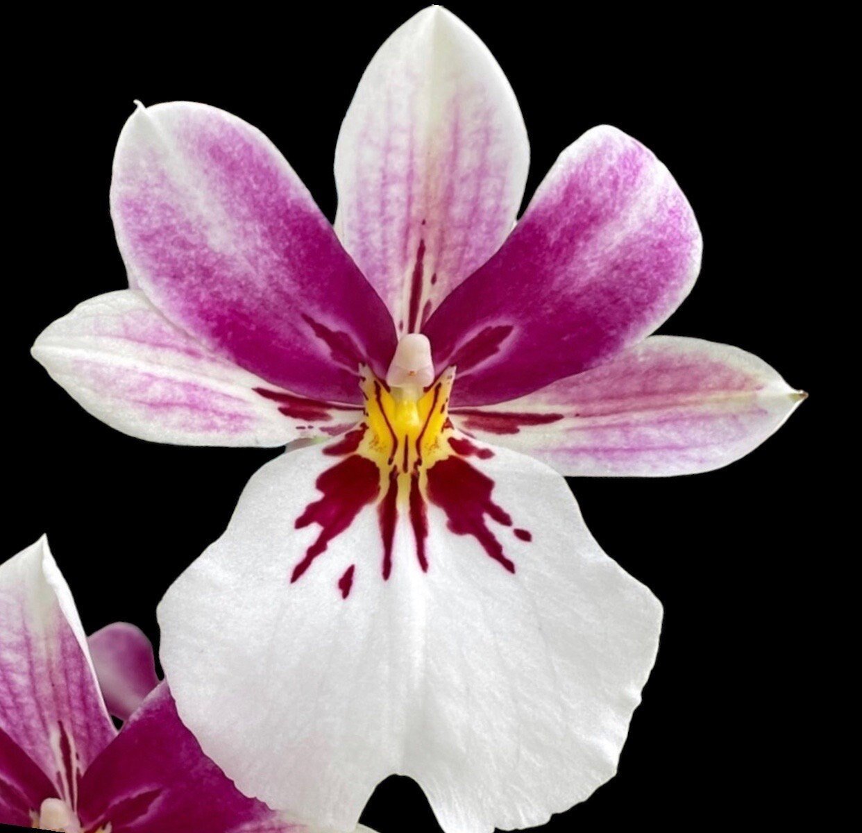 il_fullxfull.5810770371_gea2.jpg QUADRUPLE SPIKES Miltoniopsis Princess Diana (3.5" pot) - Image 1