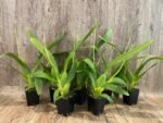 DOUBLE SPIKES Beallara Big Shot 'Pink Leopard' (3.5” Pot) - Image 2