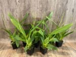 DOUBLE SPIKES Beallara Big Shot 'Pink Leopard' (3.5” Pot) - Image 3