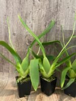 DOUBLE SPIKES Beallara Big Shot 'Pink Leopard' (3.5” Pot) - Image 6