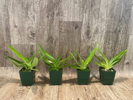 Paphiopedilum Sander's Pride (sanderianum x stonel) (3.5” Pot)