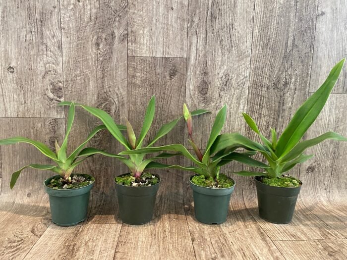 In Spike/Bud - Phrag. QF Kealohaikea (QF Rita × Eric young) (4.5" pot) - Image 2