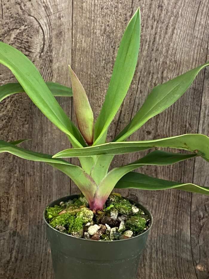 In Spike/Bud - Phrag. QF Kealohaikea (QF Rita × Eric young) (4.5" pot) - Image 5