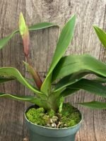 In Spike/Bud - Phrag. QF Kealohaikea (QF Rita × Eric young) (4.5" pot) - Image 6
