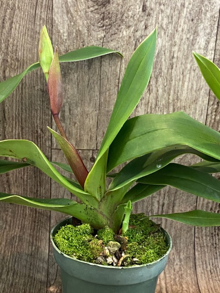 In Spike/Bud - Phrag. QF Kealohaikea (QF Rita × Eric young) (4.5" pot) - Image 6