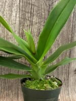 In Spike/Bud - Phrag. QF Kealohaikea (QF Rita × Eric young) (4.5" pot) - Image 7