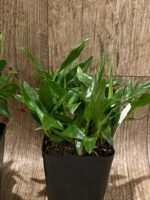 Dendrobium Hibiki (bracteosum x laevifolium) (3.5” pot) - Image 4