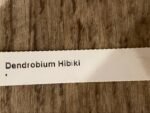 Dendrobium Hibiki (bracteosum x laevifolium) (3.5” pot) - Image 6