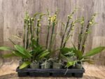 Double Spikes Phalaenopsis I-Hsin Macchiata (3.5" pot) - Image 4