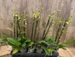 Double Spikes Phalaenopsis I-Hsin Macchiata (3.5" pot) - Image 5