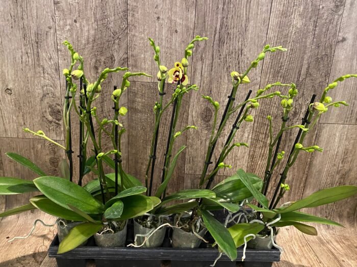 Double Spikes Phalaenopsis I-Hsin Macchiata (3.5" pot) - Image 5
