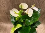 Anthurium White/Green (6” pot) - Image 5