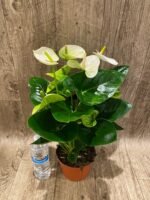 Anthurium White/Green (6” pot) - Image 7