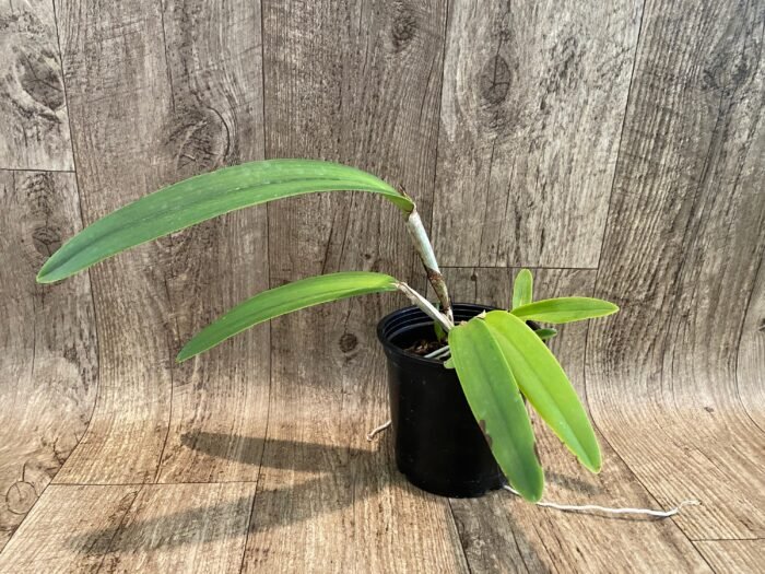 Cattleya maxima var. coerulea x sib (Hector x Angelo) (5” pot) - Image 2