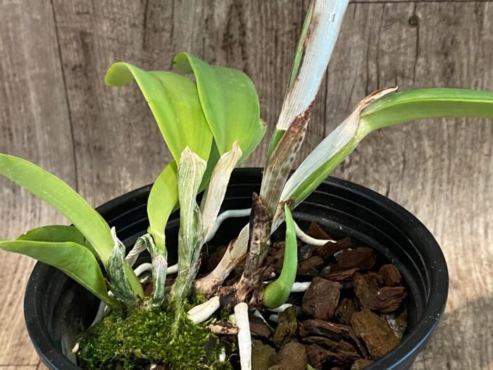 Cattleya maxima var. coerulea x sib (Hector x Angelo) (5” pot) - Image 5