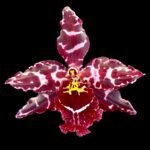 Oncostele Stirbic (3.5” pot)