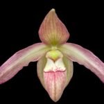 RARE Phrag. Achental (richteri x Ianne Popow) 2 Growths (4.5" pot)