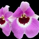 Miltoniopsis Boulivot 'Beloved' Bloomng Size  (3.5" Pot)