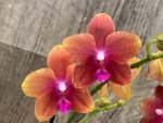 Double Spikes Phalaenopsis Sunset Beauty (3" pot) - Image 3